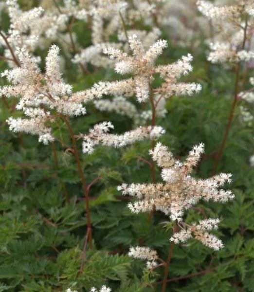 Aruncus aethusifolius 'Noble Spirit'